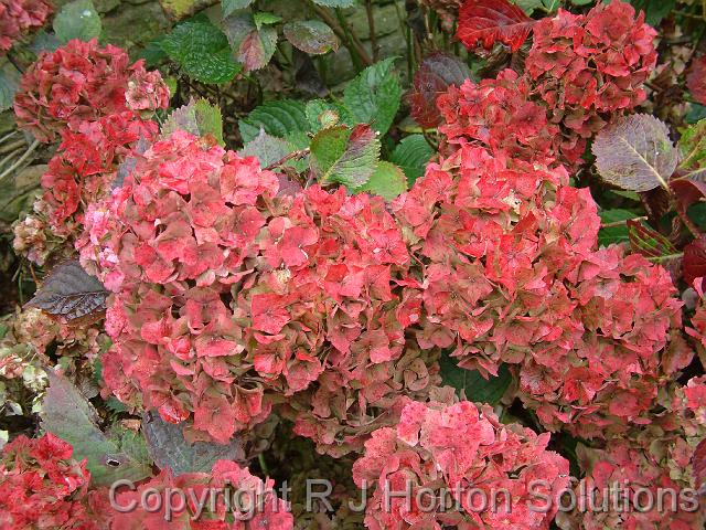 Hydrangea Grantham